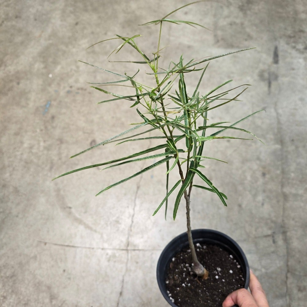 SUCCULENTS & CACTUS - Brachychiton Rupestris- 6"