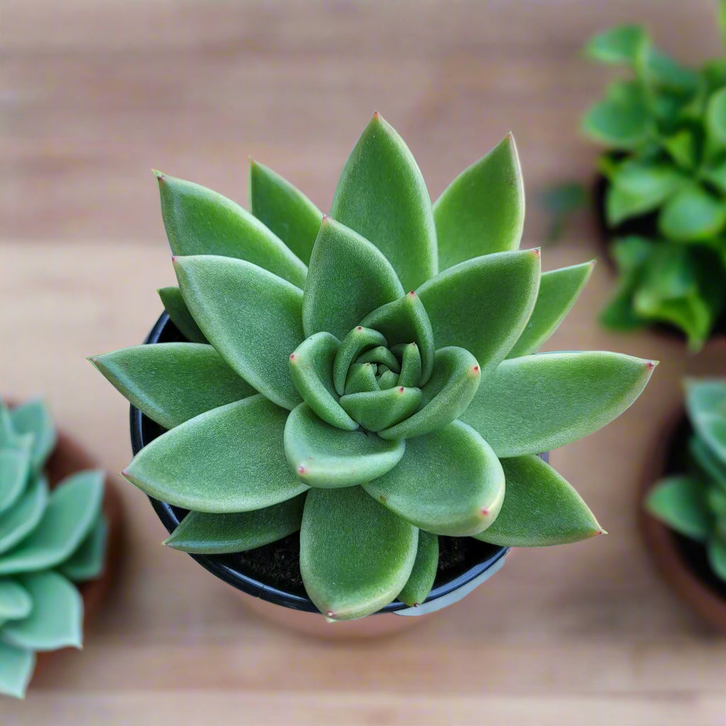 SUCCULENTS & CACTUS - ECHEVERIA - 4"