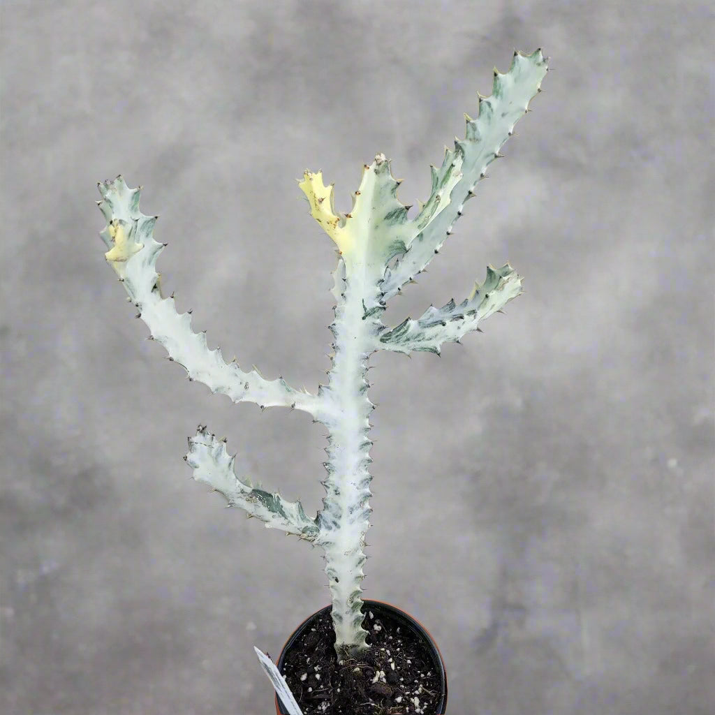 SUCCULENTS & CACTUS - Euphorbia Lactea 'White  Ghost' - 4"