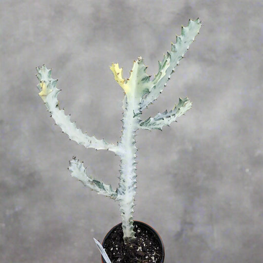 SUCCULENTS & CACTUS - Euphorbia Lactea 'White  Ghost' - 4"