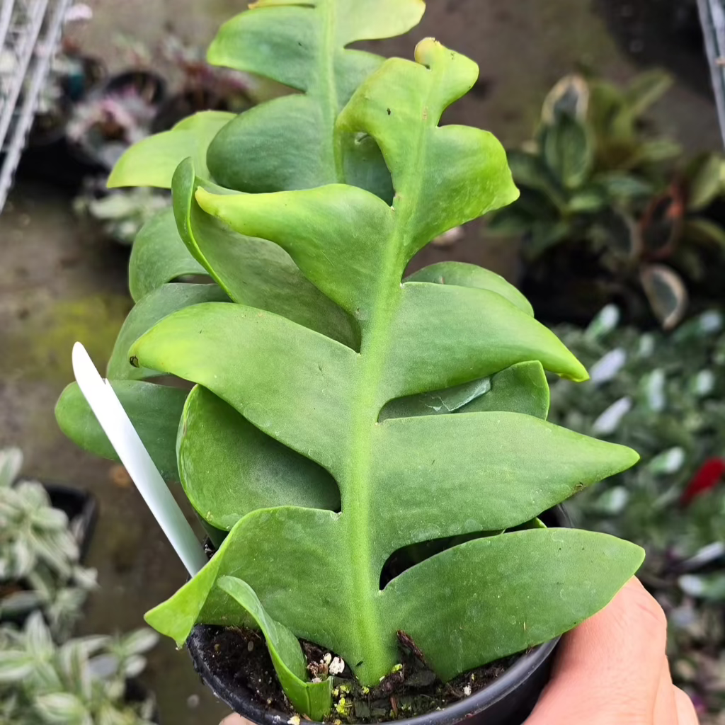 SUCCULENTS & CACTUS - Fern Leaf Cactus - 4"