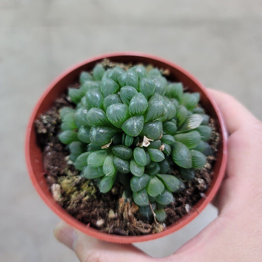 SUCCULENTS & CACTUS - Haworthia Cooperi - 4"