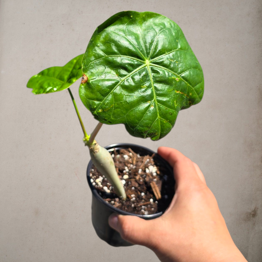 SUCCULENTS & CACTUS - Jatropha Podagrica - 4"