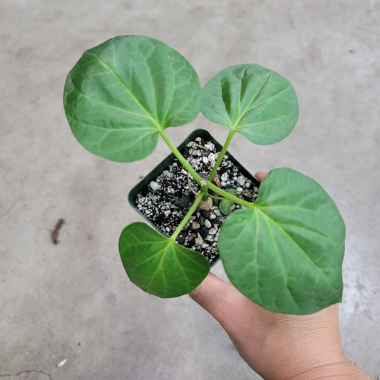 SUCCULENTS & CACTUS - Matelea Cyclophylla - 4"