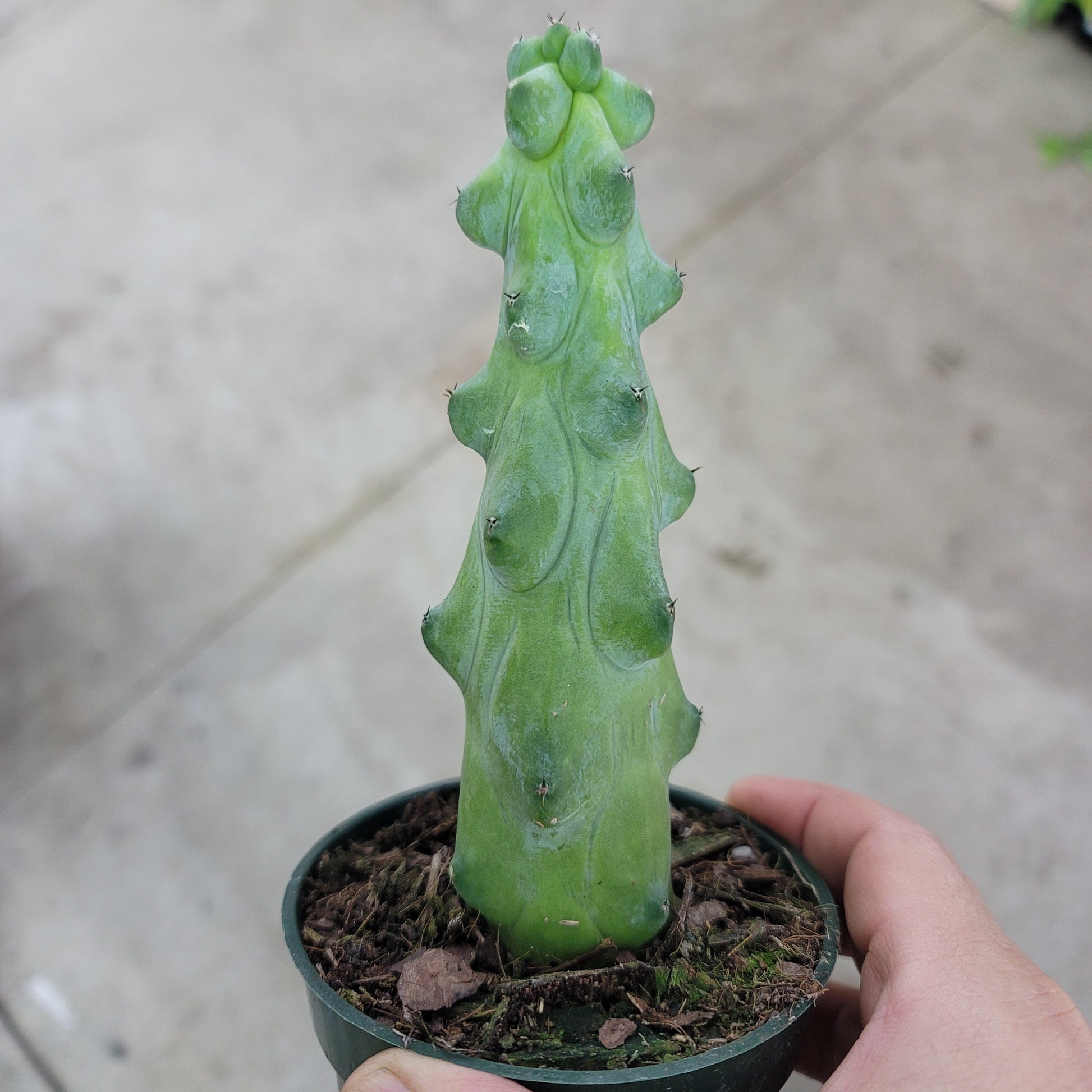 SUCCULENTS & CACTUS - Myrtillocactus Geo. 'Fukurokuryuzinboku'