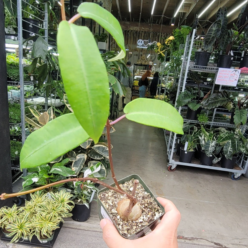 SUCCULENTS & CACTUS - PENTOPENTIA NATALENSIS - 4"