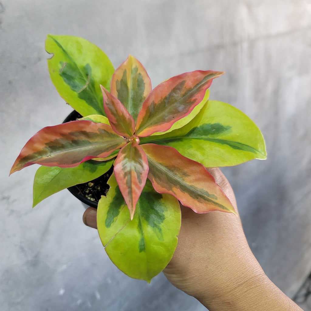 SUCCULENTS & CACTUS - PERESKIA ACULEATA CV GODSEFFIANA VARIEGATA - 4"