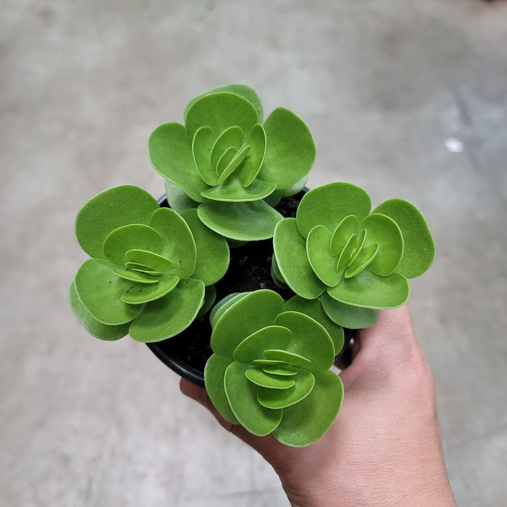 SUCCULENTS & CACTUS - PORTULACA MOLOKINIENSIS - 4"