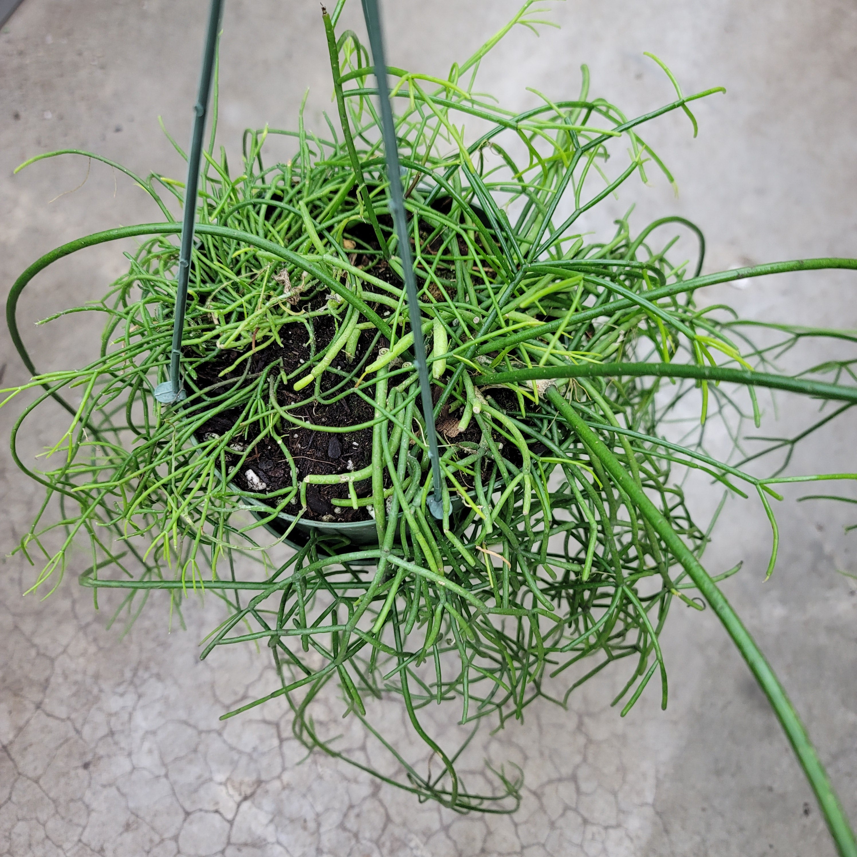 SUCCULENTS & CACTUS - Rhipsalis Baccifera - 6"