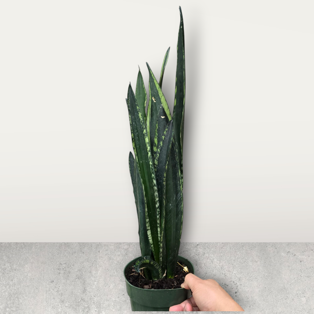 SUCCULENTS & CACTUS - Sansevieria 'Silver Flame' - 6"