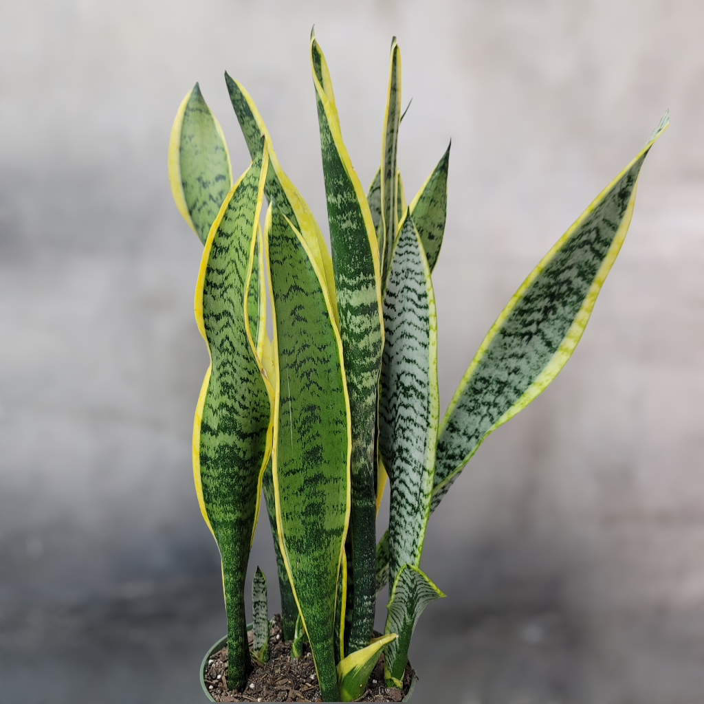 SUCCULENTS & CACTUS - Sansevieria Trifasciata. Var. Laurentii - 6"
