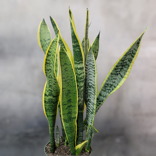 SUCCULENTS & CACTUS - Sansevieria Trifasciata. Var. Laurentii - 6"