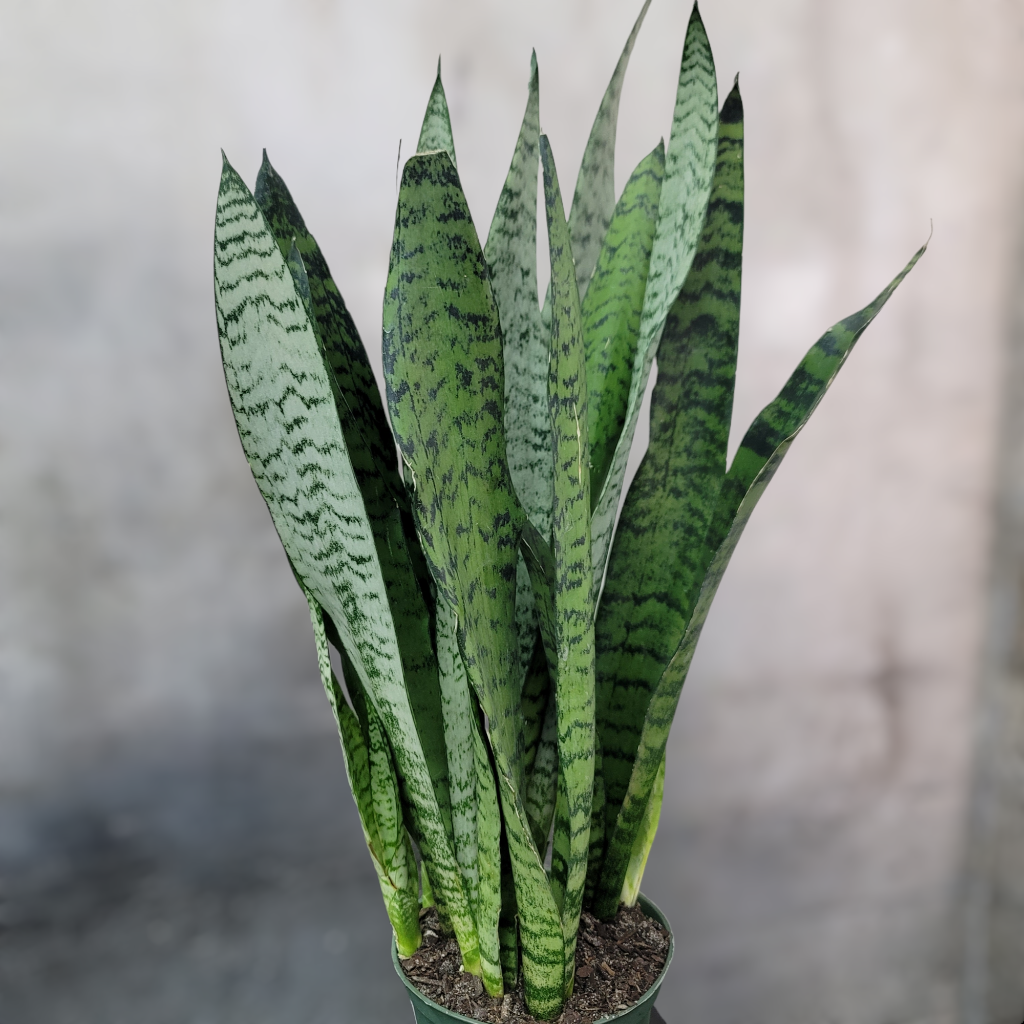SUCCULENTS & CACTUS - Sansevieria Zeylanica - 6"