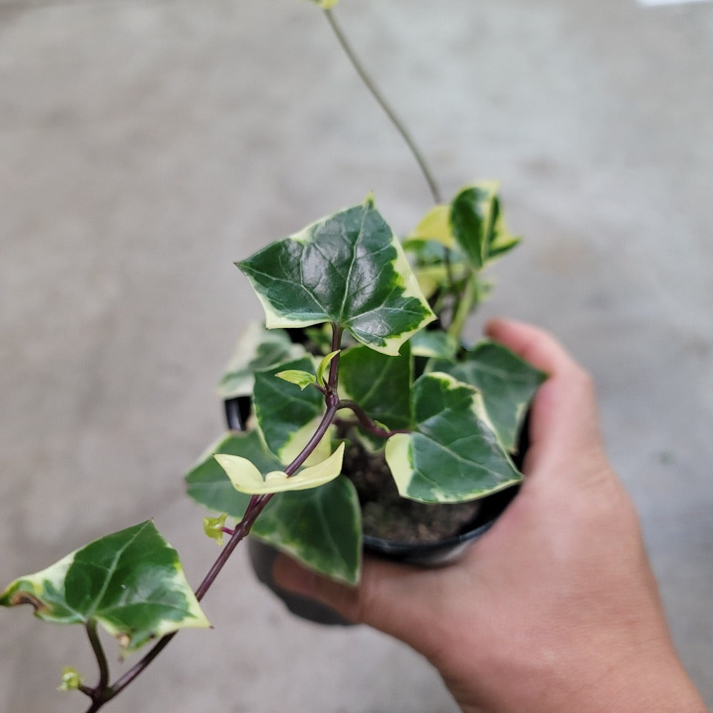 SUCCULENTS & CACTUS - Senecio Macroglossos Variegatus - 4"