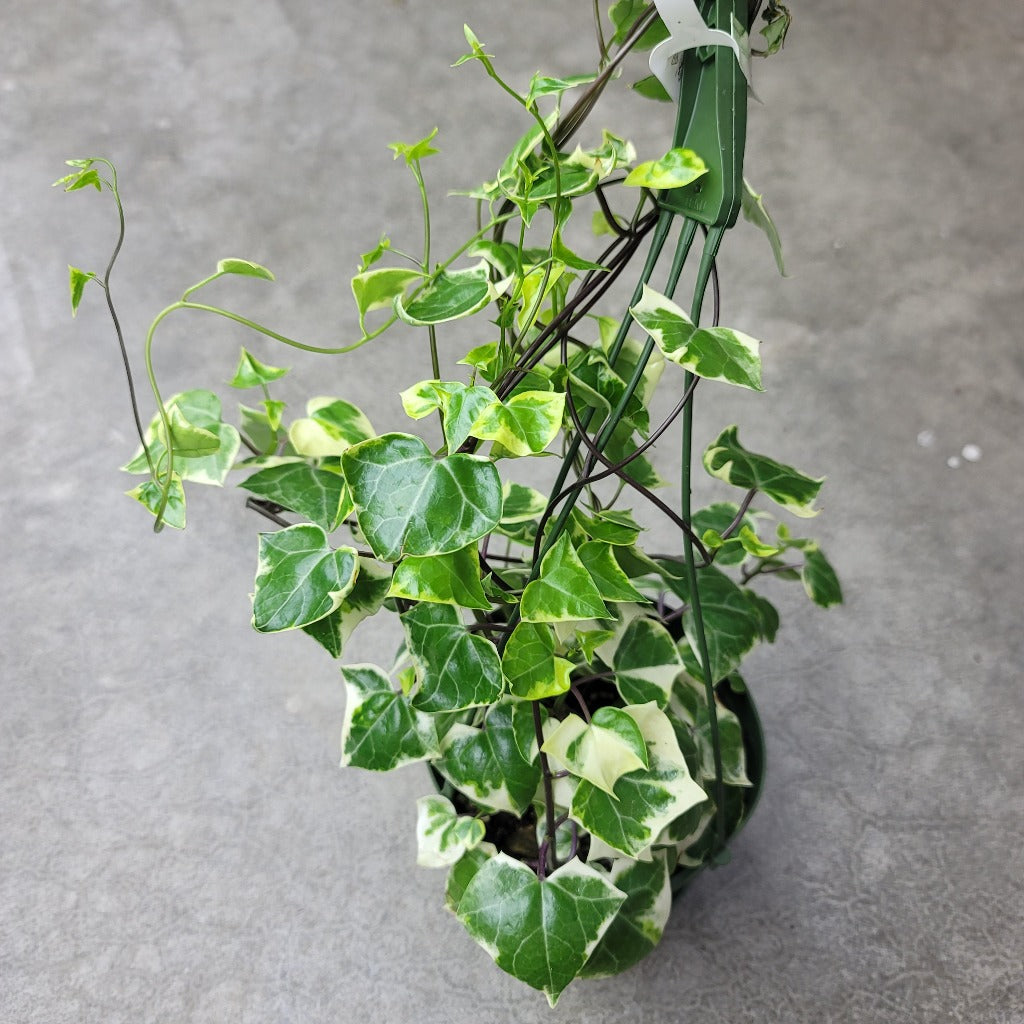SUCCULENTS & CACTUS - Senecio Macroglossus Variegatus - 6"