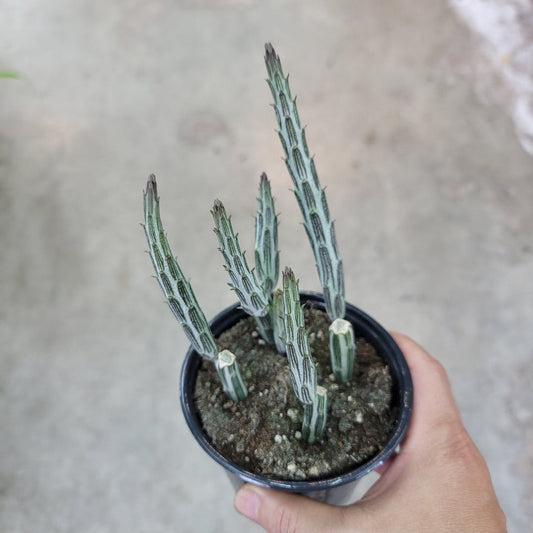 SUCCULENTS & CACTUS - Senecio Stapeliiformis - 4"