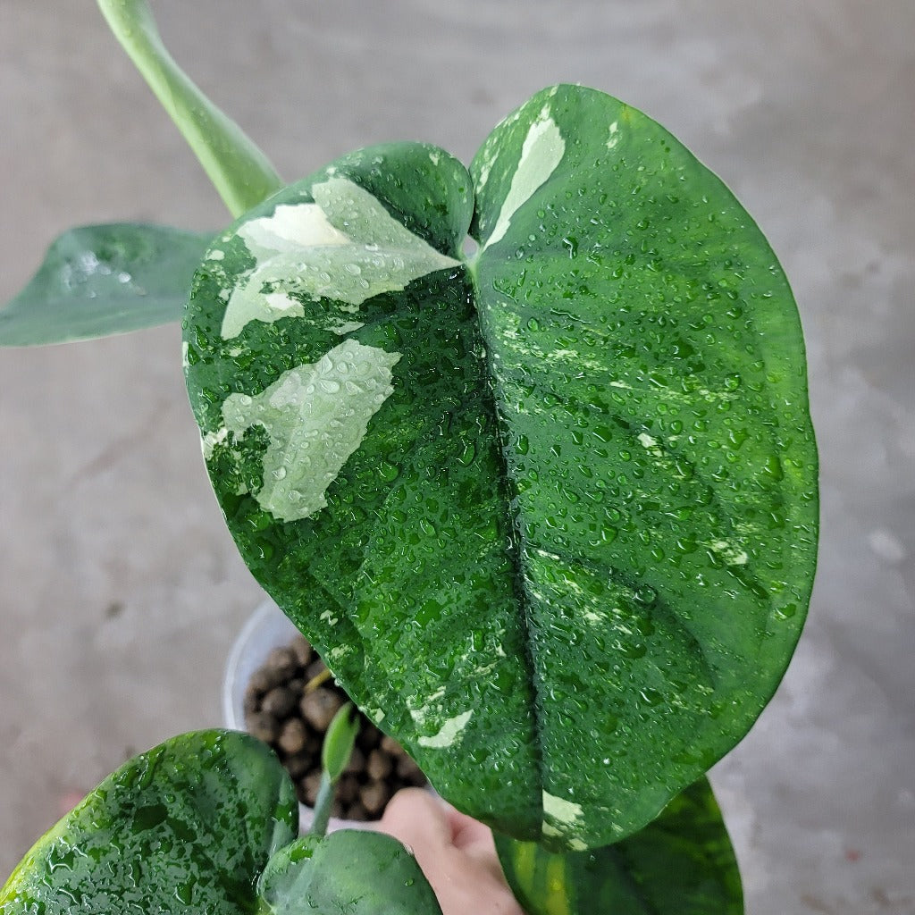 SYNGONIUM - Syngonium Chiapense Variegated - Assorted