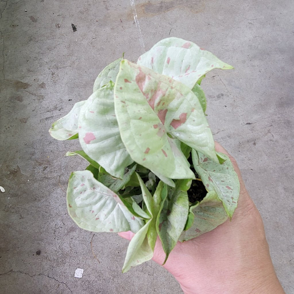 SYNGONIUM - Syngonium Milk Confetti - 4"