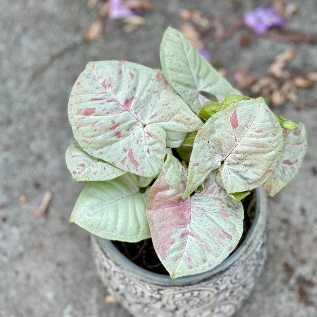 SYNGONIUM - Syngonium Milk Confetti - 4"