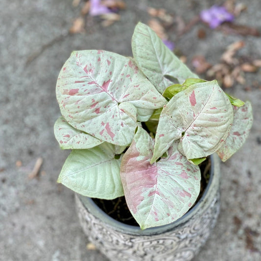 SYNGONIUM - Syngonium Milk Confetti - 4"