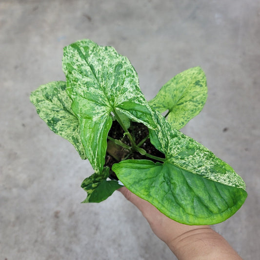 SYNGONIUM - Syngonium Mojito - 4"