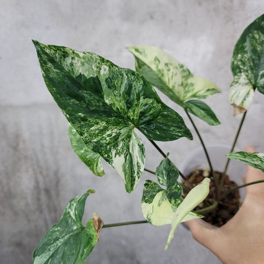 SYNGONIUM - SYNGONIUM PODOPHYLLUM ALBO - 4" -