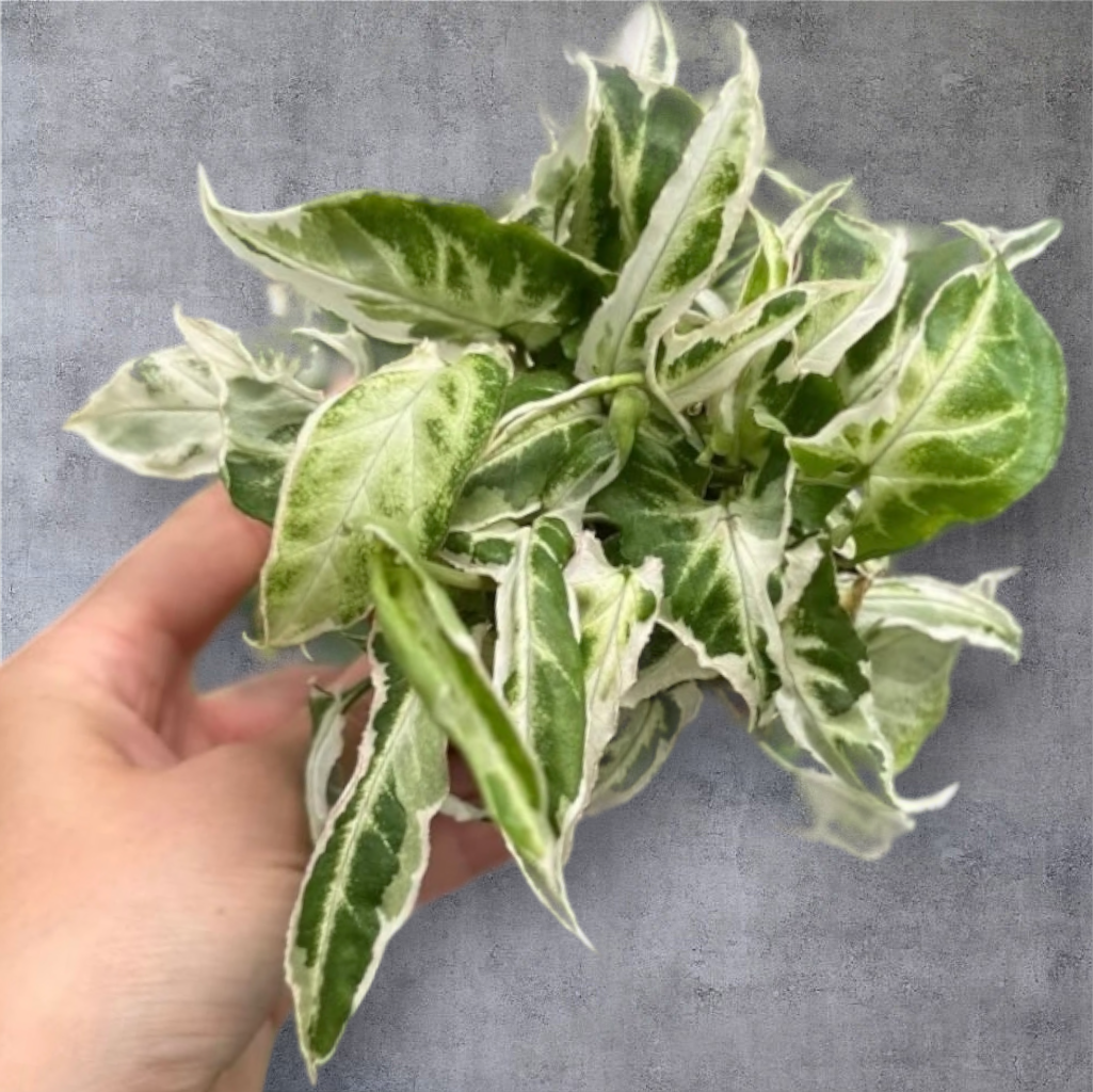 SYNGONIUM - Syngonium 'Starlite' - 4"