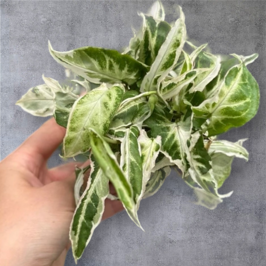 SYNGONIUM - Syngonium 'Starlite' - 4"