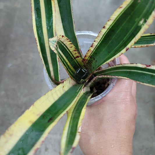 TERRARIUM - BROMELIADS