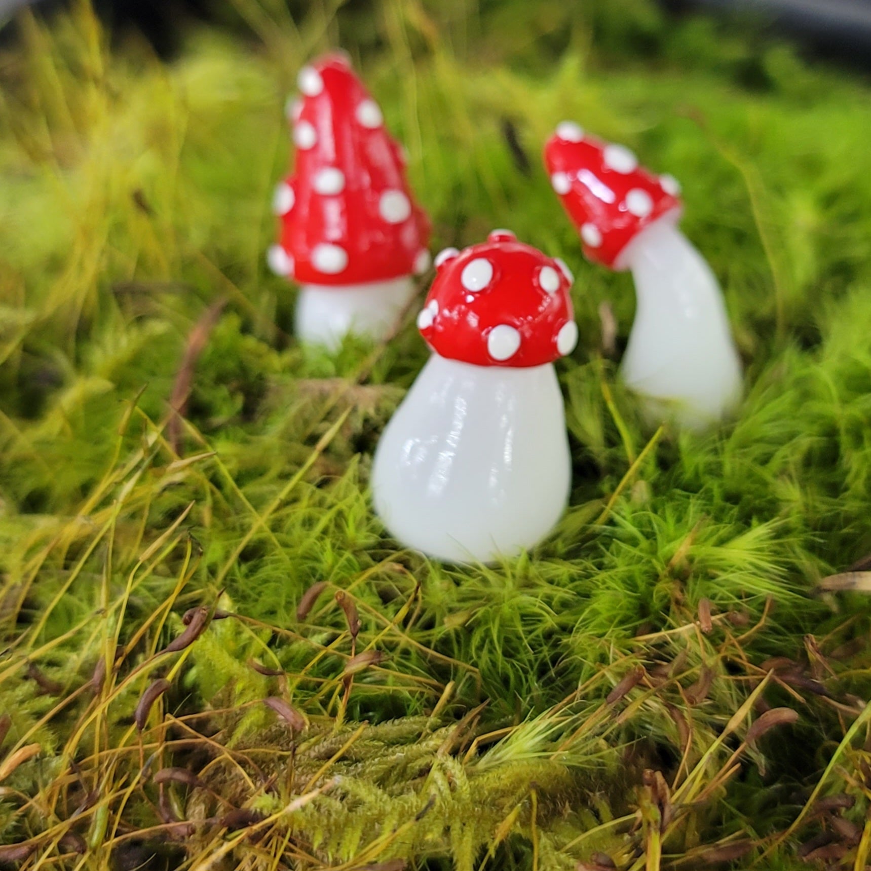 TERRARIUM - GLOW MUSHROOM