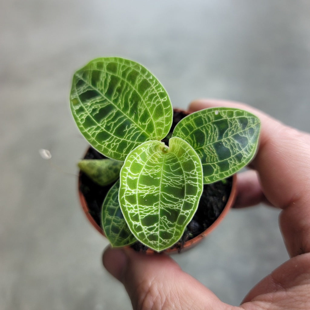 TERRARIUM - Macodes Petola - 2"