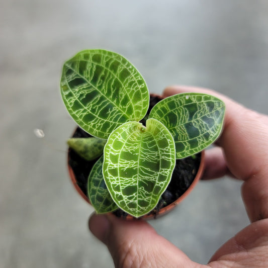 TERRARIUM - Macodes Petola - 2"