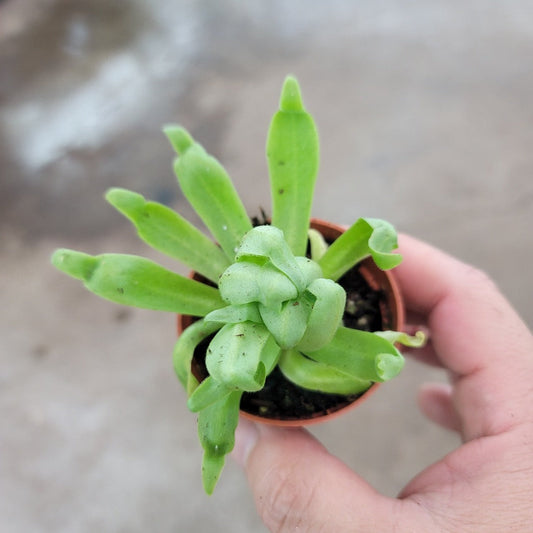 TERRARIUM - Pinguicula Sp - 2"