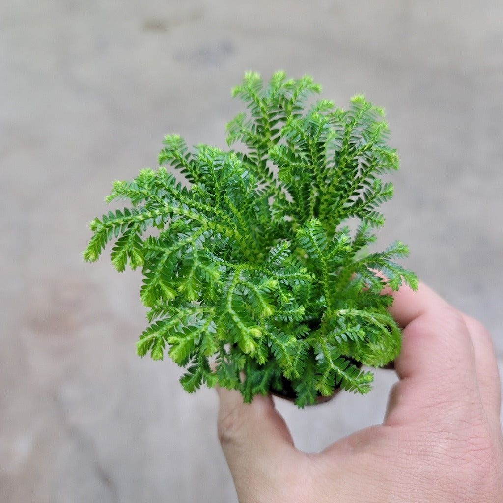 TERRARIUM - Selaginella Assorted - 2"