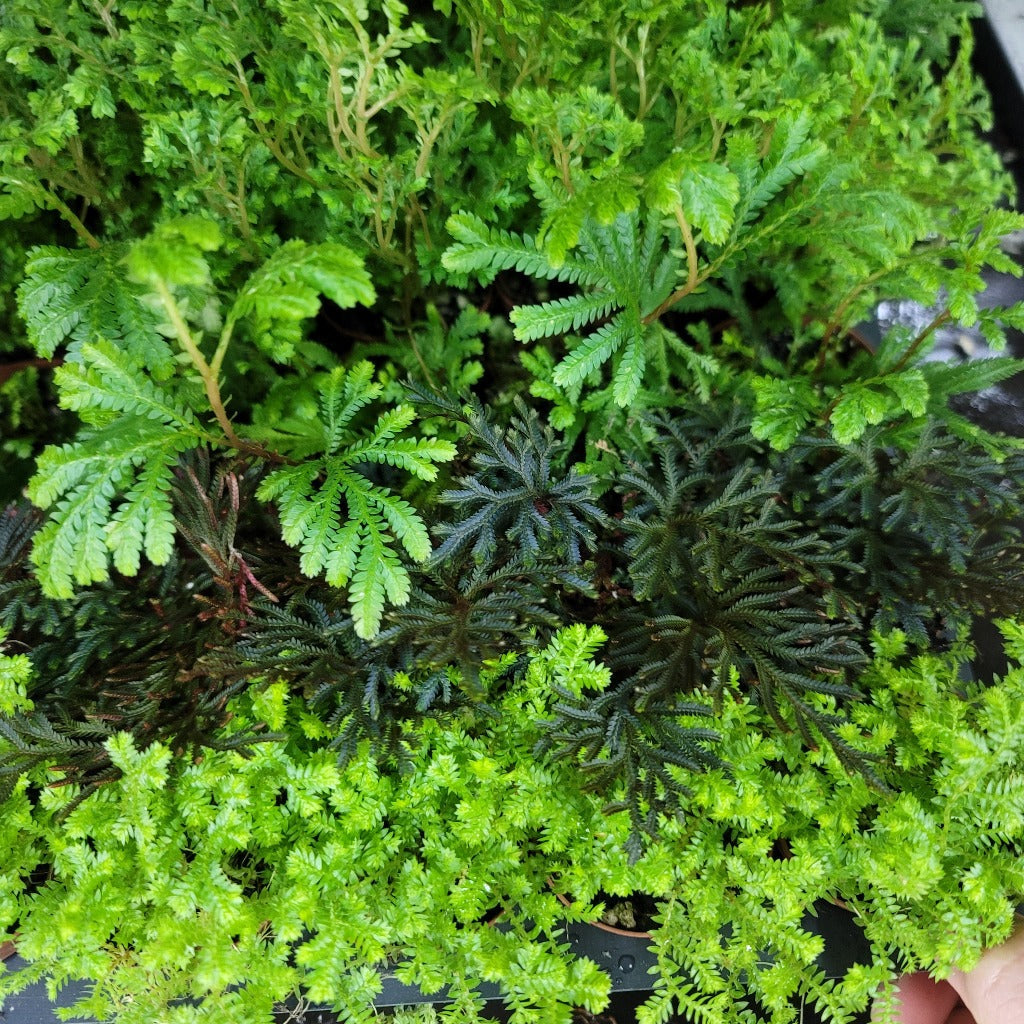 TERRARIUM - Selaginella Assorted - 2"
