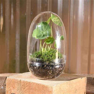 TERRARIUM - Sole Terrarium, Glass - Oval, Sm