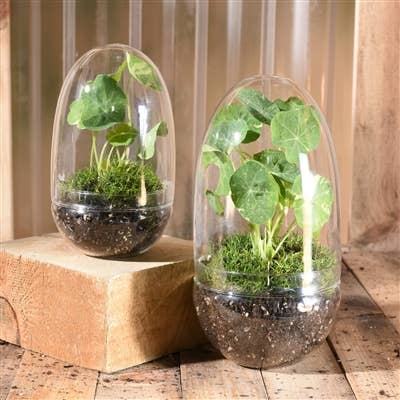 TERRARIUM - Sole Terrarium, Glass - Oval, Sm