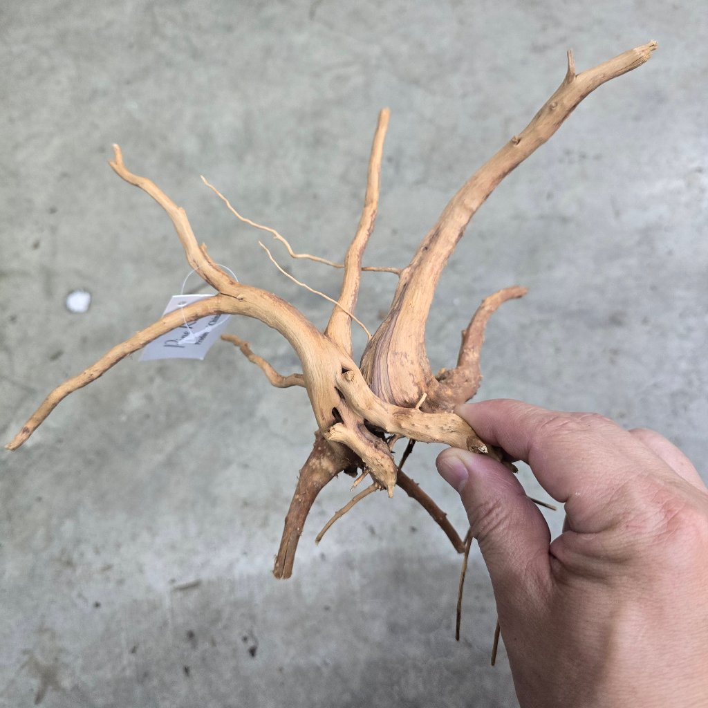 TERRARIUM WOOD - Pine Wood