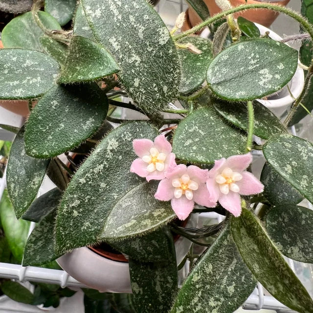 Hoya thomsonii 'Pink' - 2"