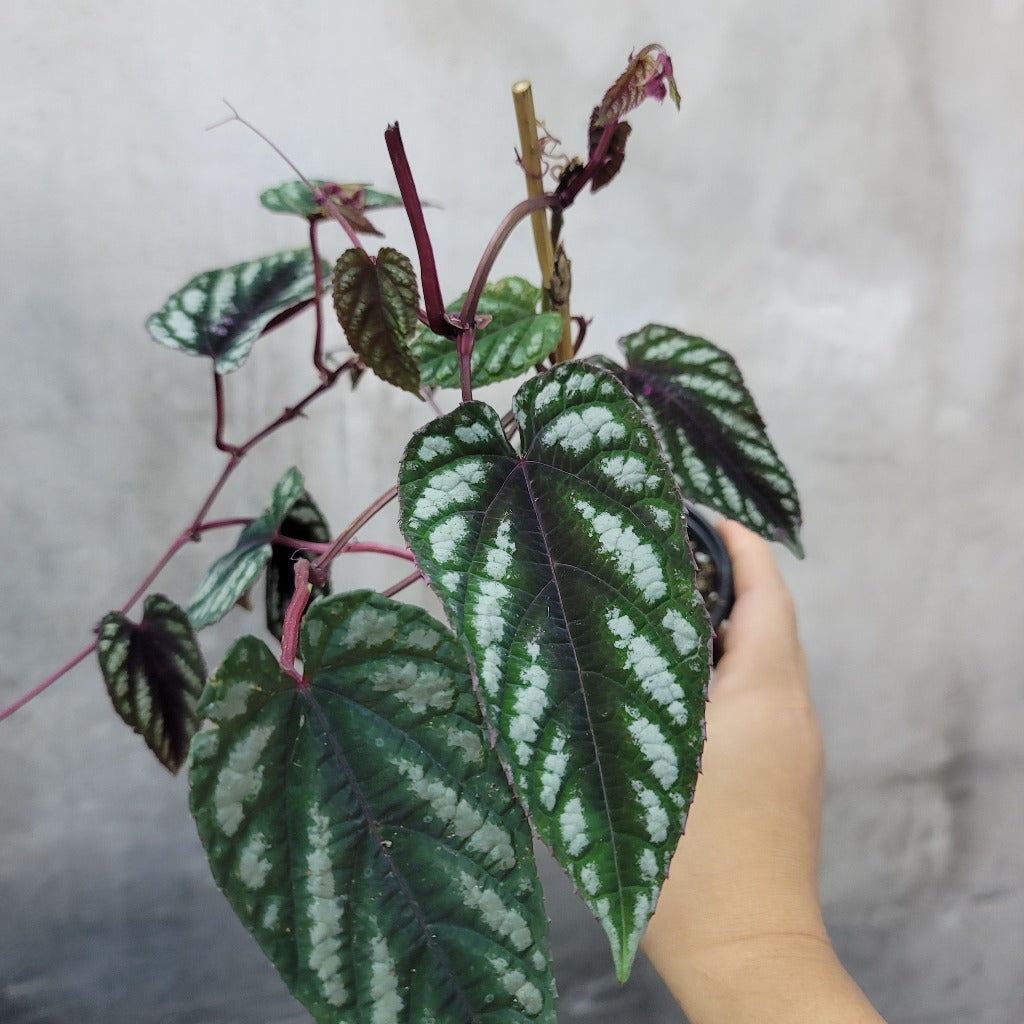 TRAILING PLANTS - CISSUS JAVANA - 4"