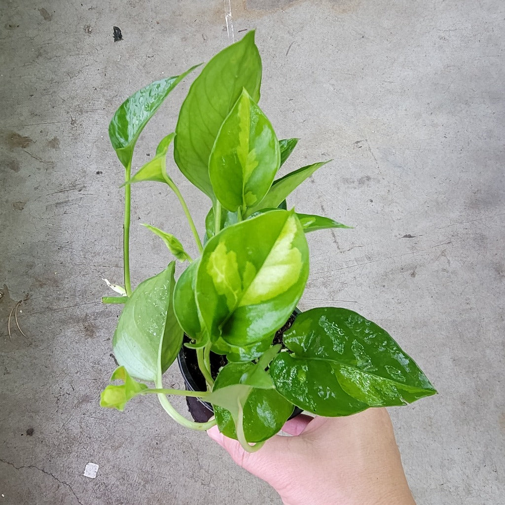 TRAILING PLANTS - Epipremnum Aureum 'Global  Green' - 4"