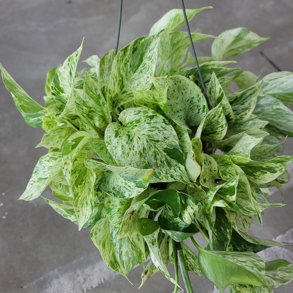 TRAILING PLANTS - EPIPREMNUM SNOW QUEEN - 6" HB