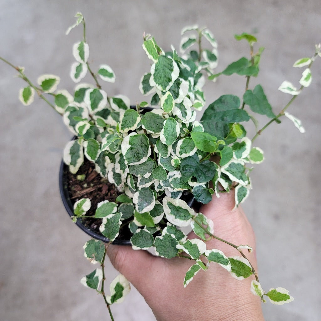 TRAILING PLANTS - Ficus Pumila 'Variegata' - 4"