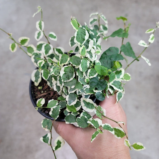 TRAILING PLANTS - Ficus Pumila 'Variegata' - 4"