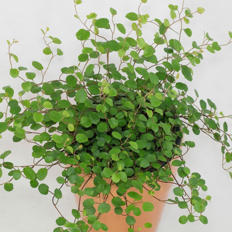 TRAILING PLANTS - Muehlenbeckia Complexa - 3.5"