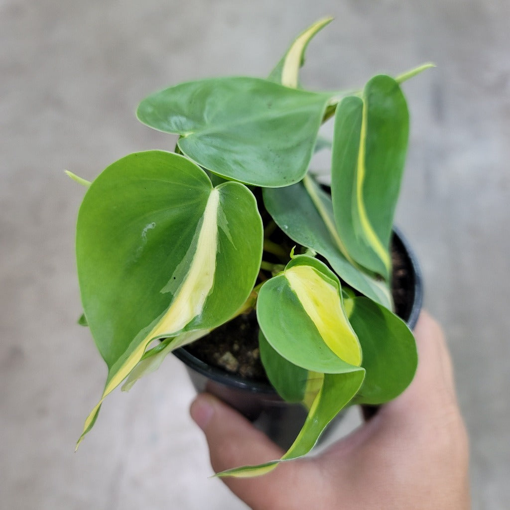TRAILING PLANTS - PHILODENDRON HEDERACEUM BRASIL - 4"