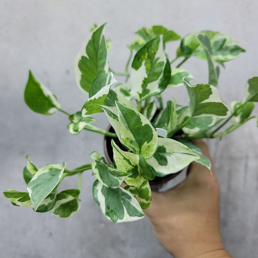 TRAILING PLANTS - POTHOS NJOY - 4"