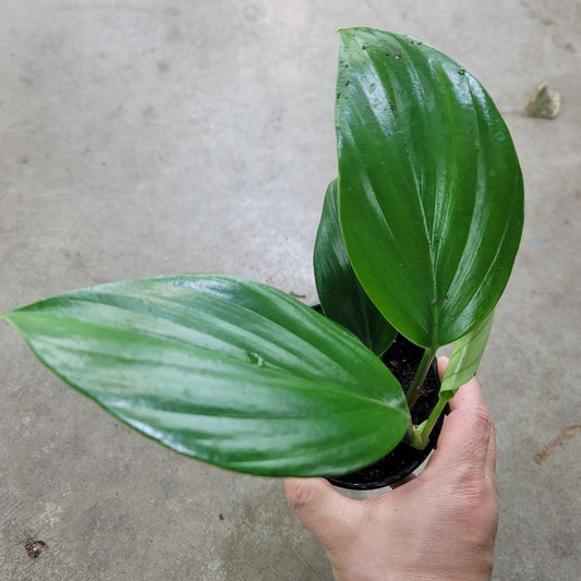 TRAILING PLANTS - Rhaphidophora Decursiva - 4"