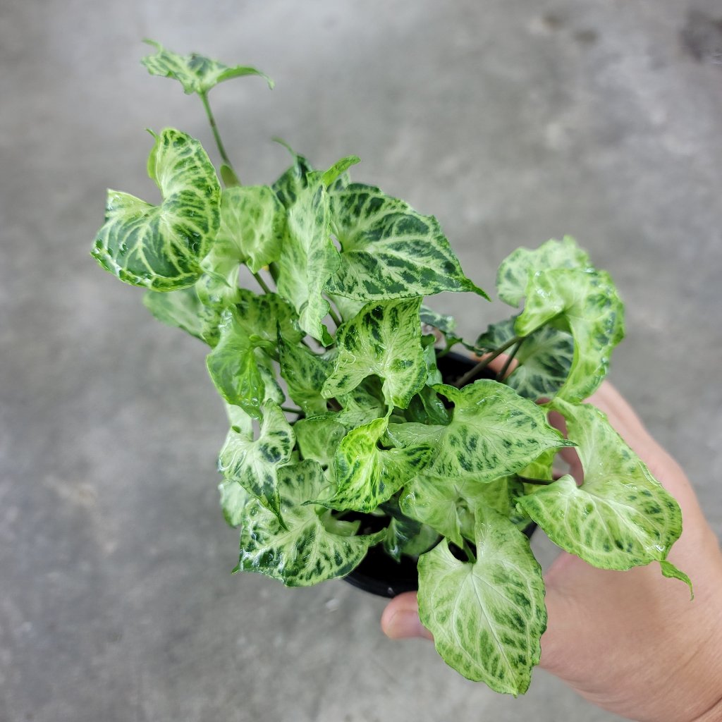 TRAILING PLANTS - Syngonium Podophyllum 'Batik' - 4"