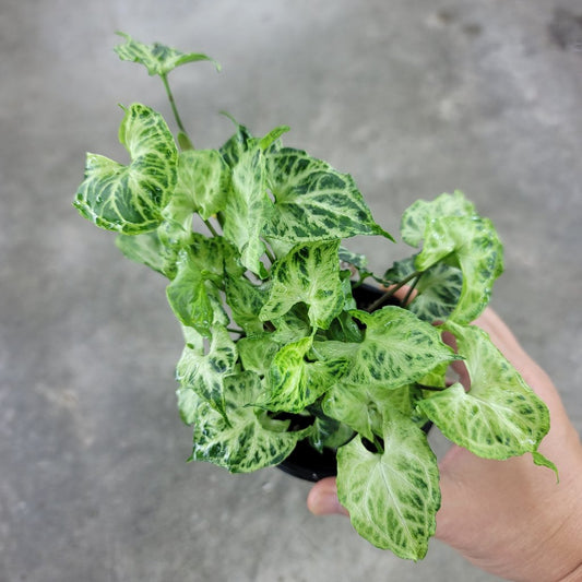 TRAILING PLANTS - Syngonium Podophyllum 'Batik' - 4"